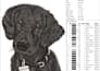 do professional pet embroidery digitizing